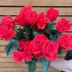 Роза однг 60 см Эквадор new face красная