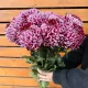 Хризантема бигуди цвет бургунди