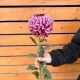Хризантема бигуди цвет бургунди