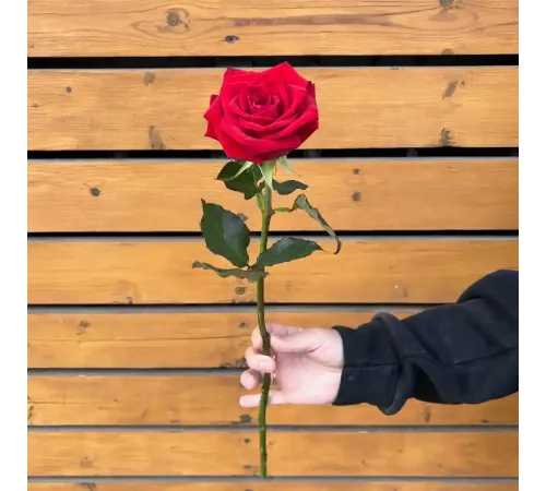 Роза красная Love