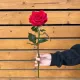 Роза красная Love