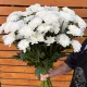 Хризантема кустовая белая Алтай 