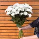 Хризантема кустовая белая Алтай 